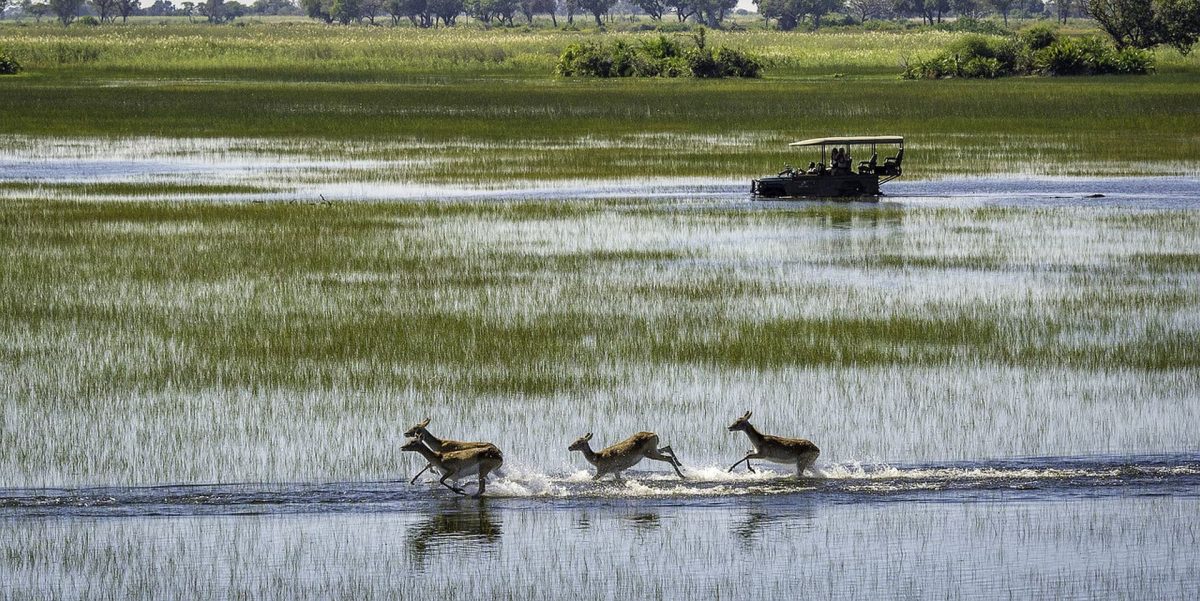 Okavango Delta safari - game drive