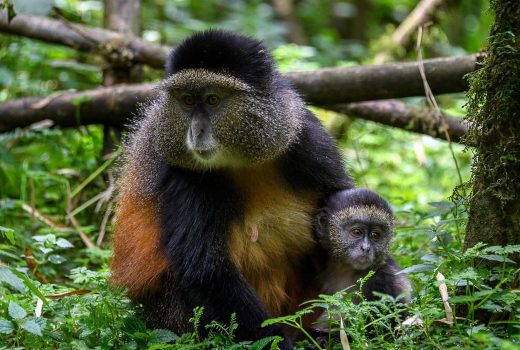 Best of Rwanda