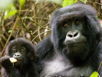 Essence of Rwanda Gorillas & Game Safari