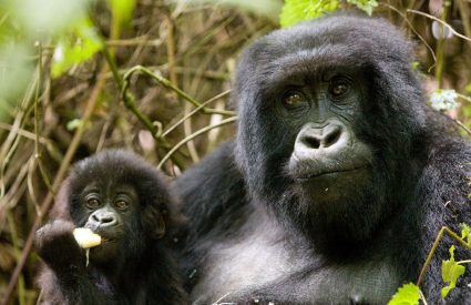 Essence of Rwanda Gorillas & Game Safari