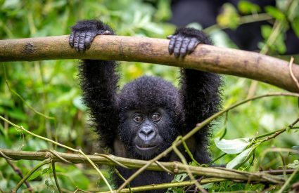 Gorilla Mountain Snapshot in Rwanda