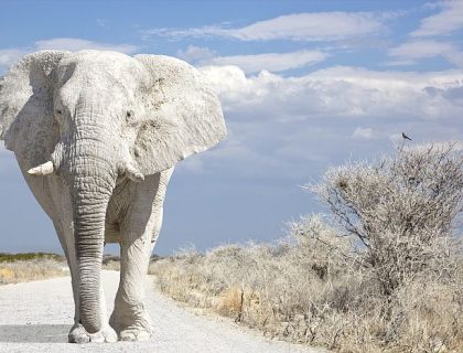 Namibia self-drive - Etosha, White elephant walks on road of Namibia South Africa