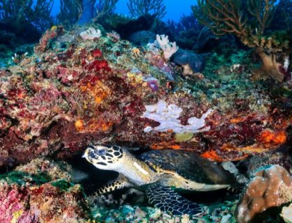Seychelles-hawksbill-turtle