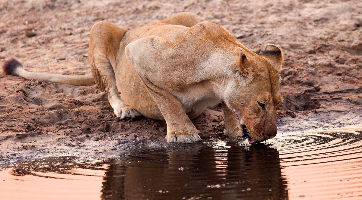 Cedarberg Travel | Highlights of Tanzania