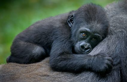 Tanzania Migration & Gorilla Safari