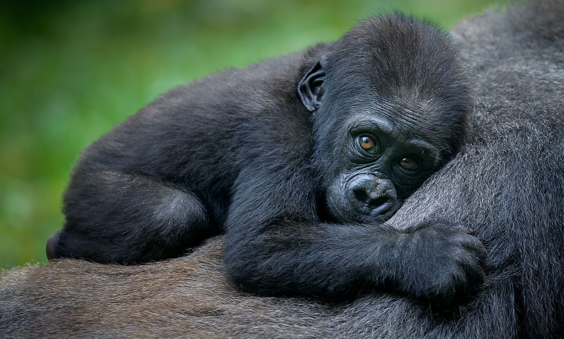 Tanzania Migration & Gorilla Safari