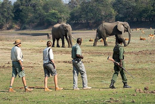 Zambia Walking Safaris