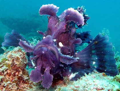 Diving off Zanzibar: Mnemba & Pemba Island