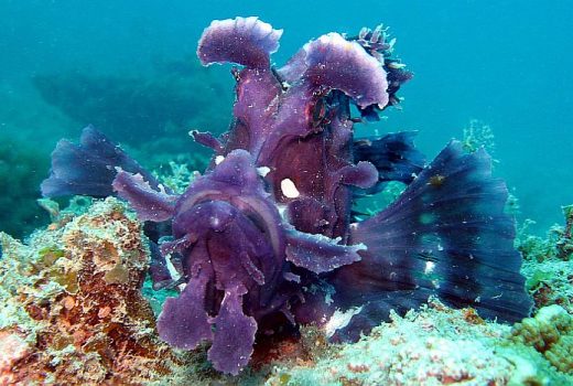 Mafia Island & Zanzibar Diving