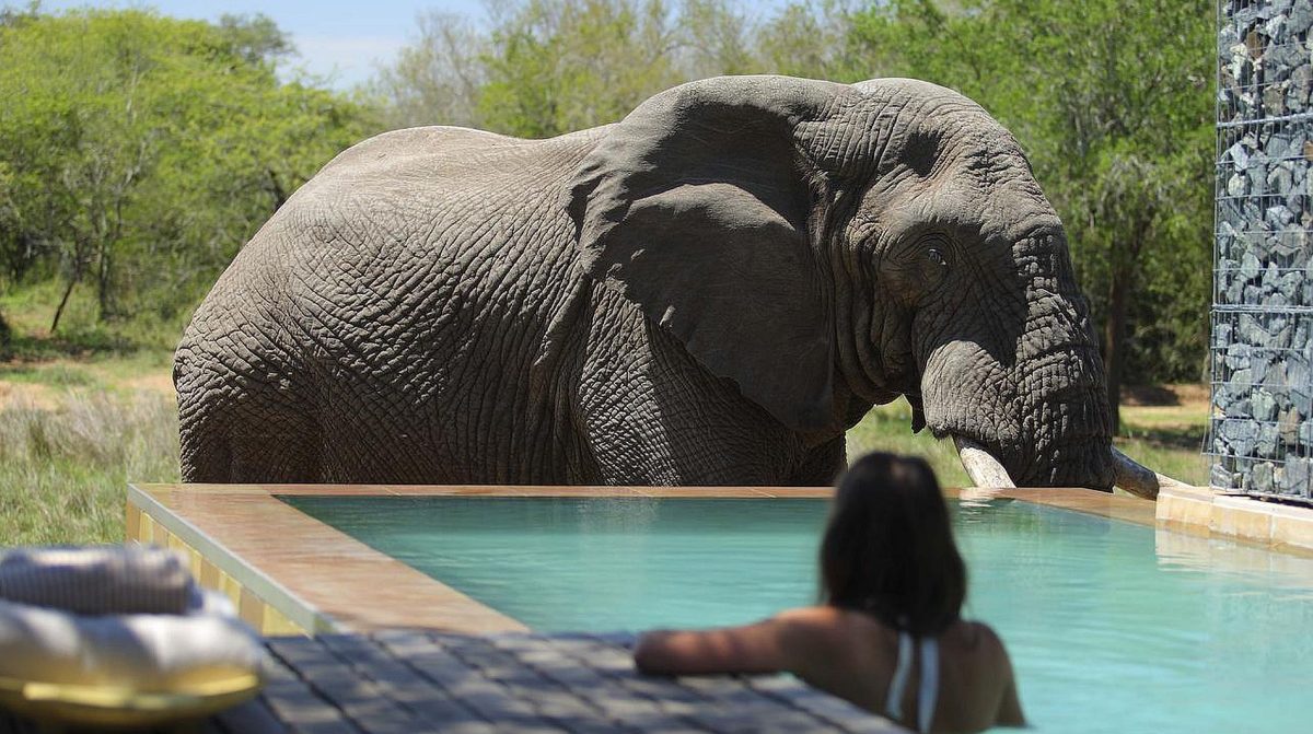 KwaZulu Natal - elephant near a swimming pool