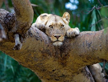 Zambia & Malawi Bush & Beach Getaway