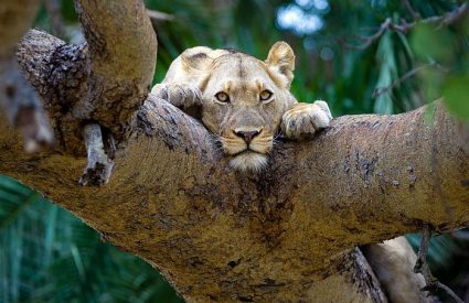 Zambia & Malawi Bush & Beach Getaway