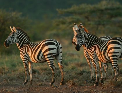Zebra in ol pejeta game reserve
