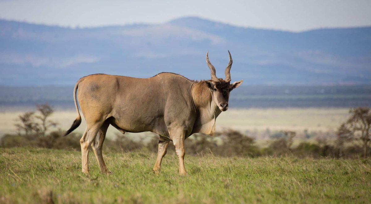 Cedarberg Travel | Kenya Family Safari Tour