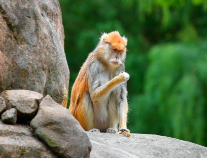 Kidepo-patas-orange-monkey-SS-700