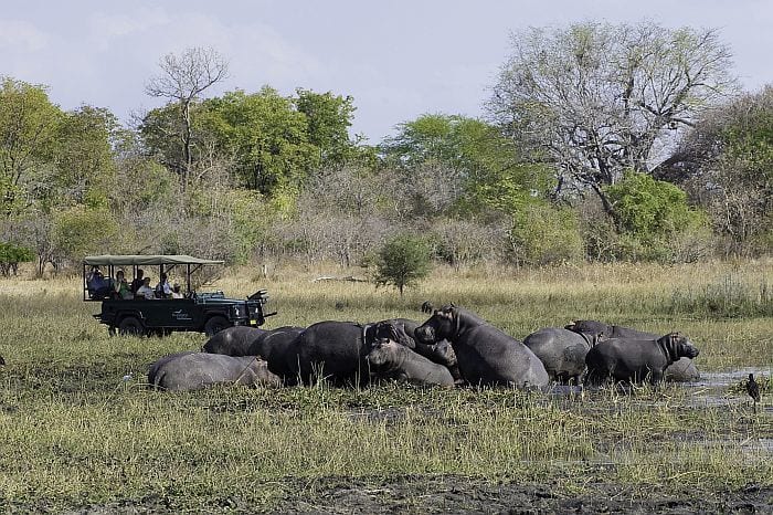 Malawi safari costs - Hippos in Liwonde National Park