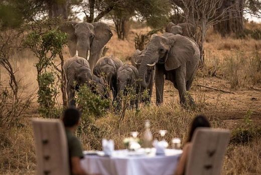 Safari and Beach Honeymoons
