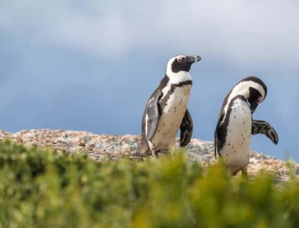 Garden Route Wilderness Penguins