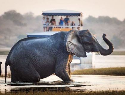 Chobe River - Elephant crossing- next to boat cruise 