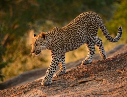 Kruger-National-Park-leopard-SS-700