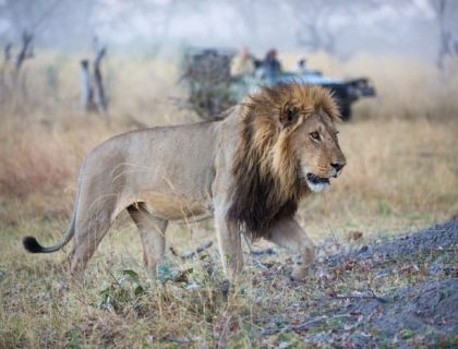 Lion on a Botswana Safari in Linyanti Swamps region