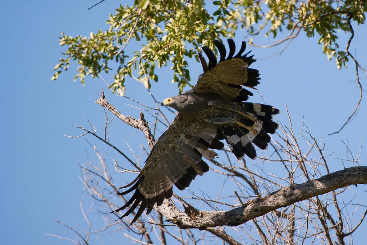 Cedarberg Travel | Little Tubu Camp