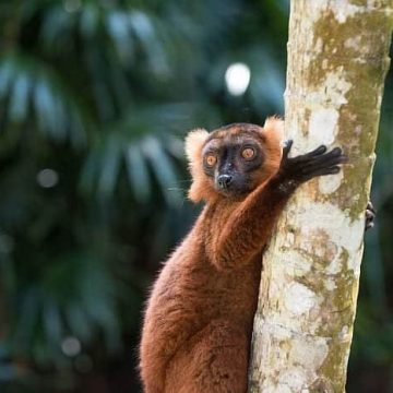 Madagascar brown Lemur. Madagascar tour packages,