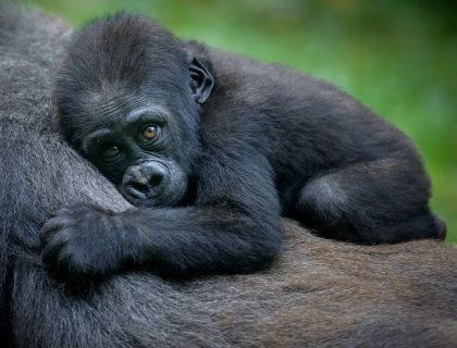 Gorilla tracking, Volcanoes National Park