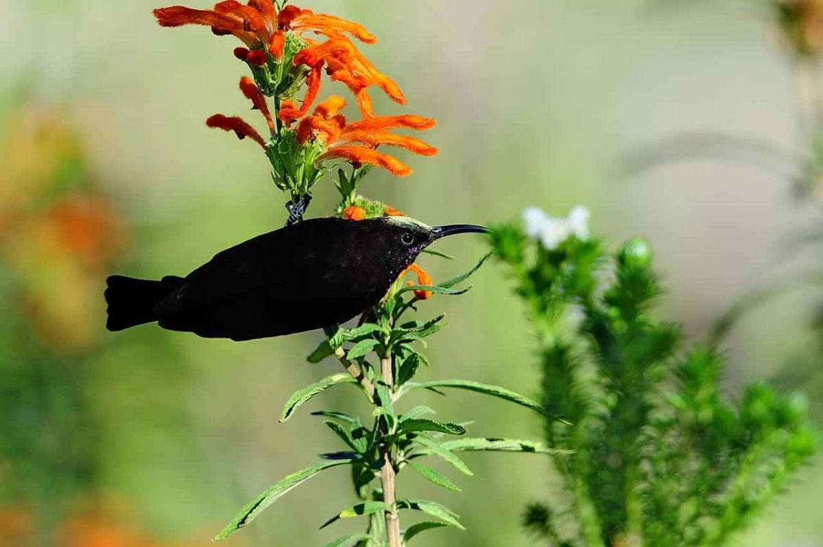 Cedarberg Travel | Bayethe at Shamwari Private Game Reserve