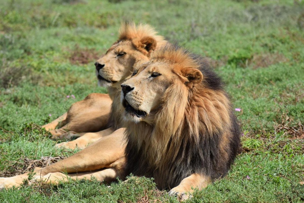 Cedarberg Travel | Eagles Crag at Shamwari Private Game Reserve