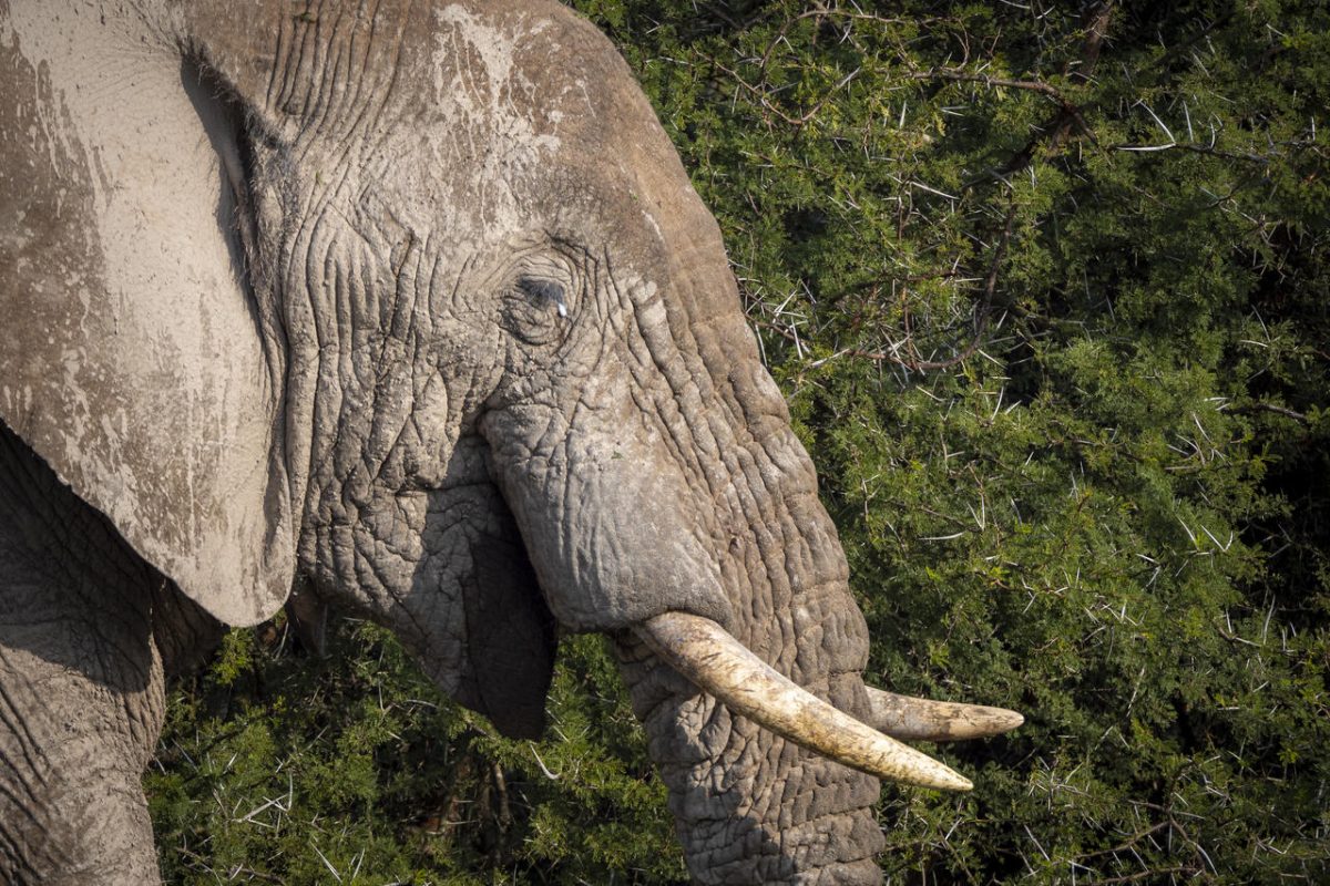Cedarberg Travel | Amakhala HillsNek Safari Camp