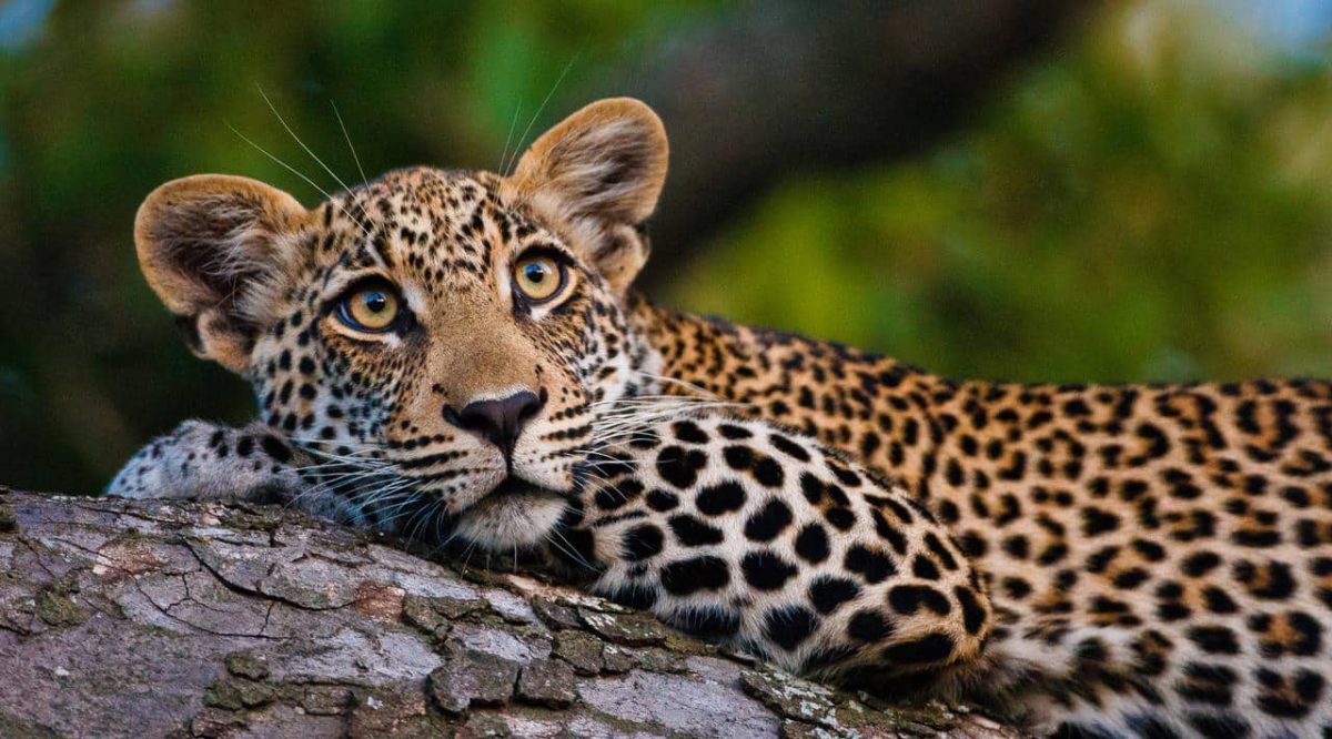 Cedarberg Travel | Motswari Game Lodge incl Geigers