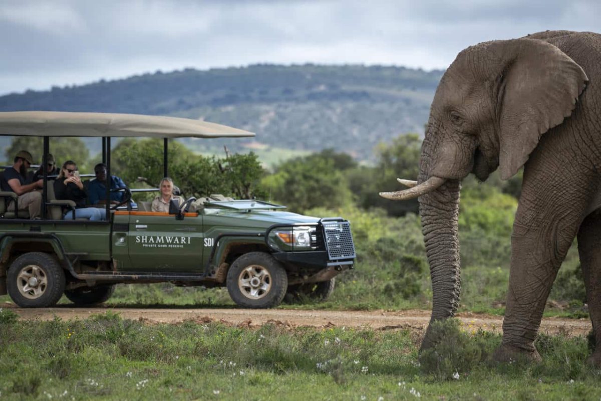 Cedarberg Travel | Bayethe at Shamwari Private Game Reserve