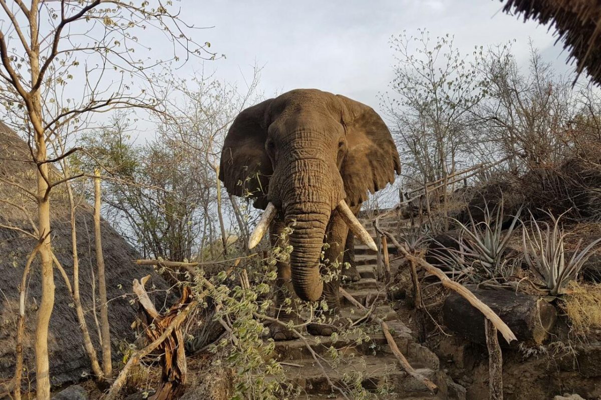 Cedarberg Travel | Apoka Safari Lodge