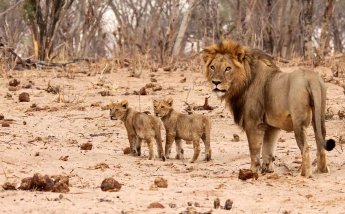 Cedarberg Travel | Ghoha Hills in the Savuti