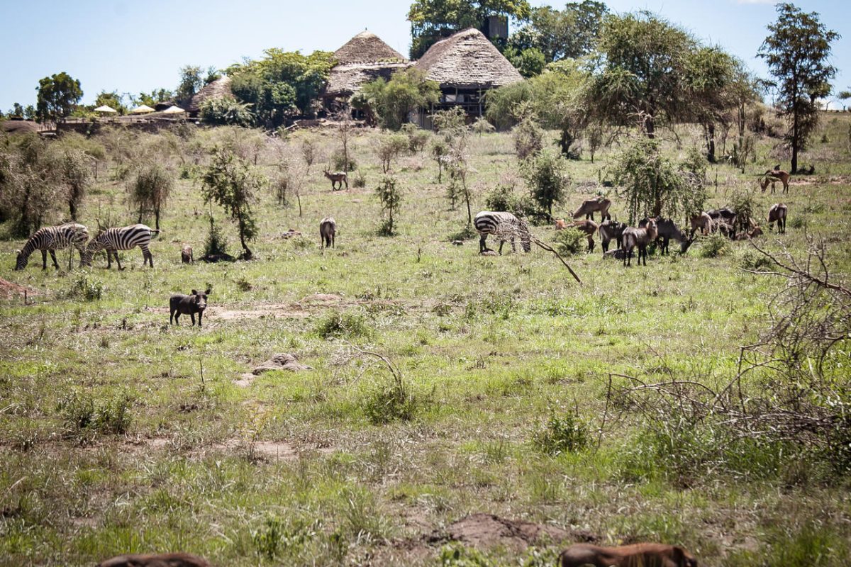 Cedarberg Travel | Apoka Safari Lodge