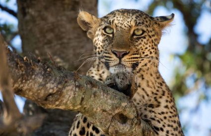 Leopard vs. Cheetah: Do YOU know the difference?