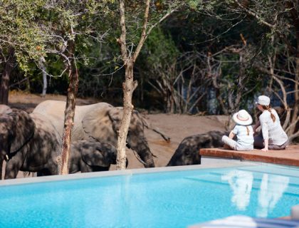 South Africa family safari holidays - game-viewing by a pool with ellies