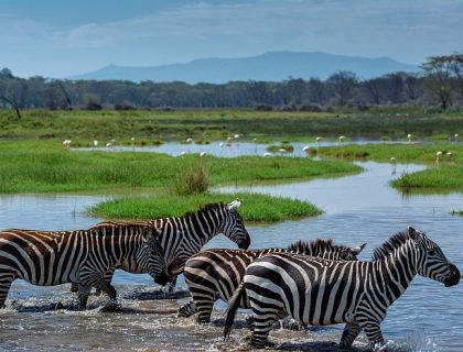 Lower Zambia safari - zebra in the Zambezi river