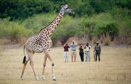 Botswana vs Zambia vs Zimbabwe – which safari destination is best?