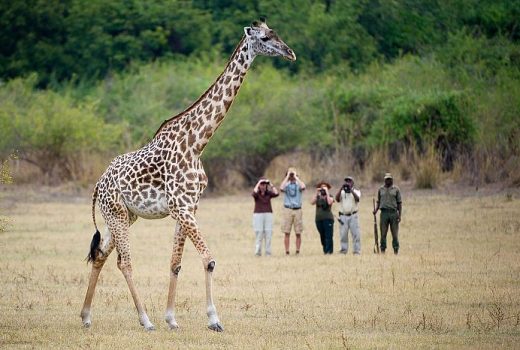 Botswana vs Zambia vs Zimbabwe – which safari destination is best?