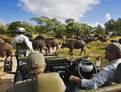 Kruger park safari, on safari at The Royal Malewane