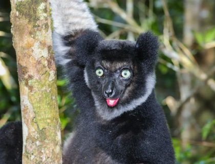Indri Indri lemur in Andasibe National Park on a Madagascar safari holiday
