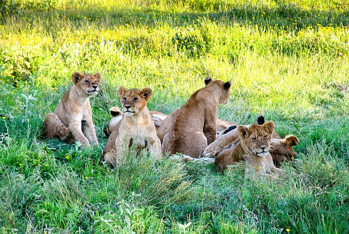 Cedarberg Travel | Tanzania Migration & Gorilla Safari