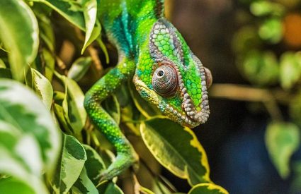 Tips to consider when planning your Madagascar Tour