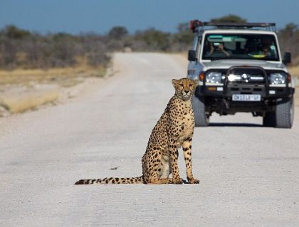 Etosha-cheetah-road