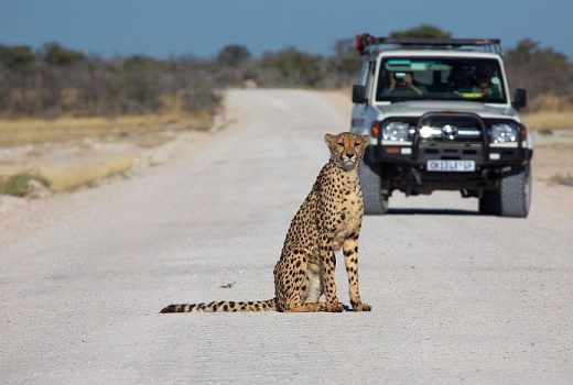 Affordable African Safaris