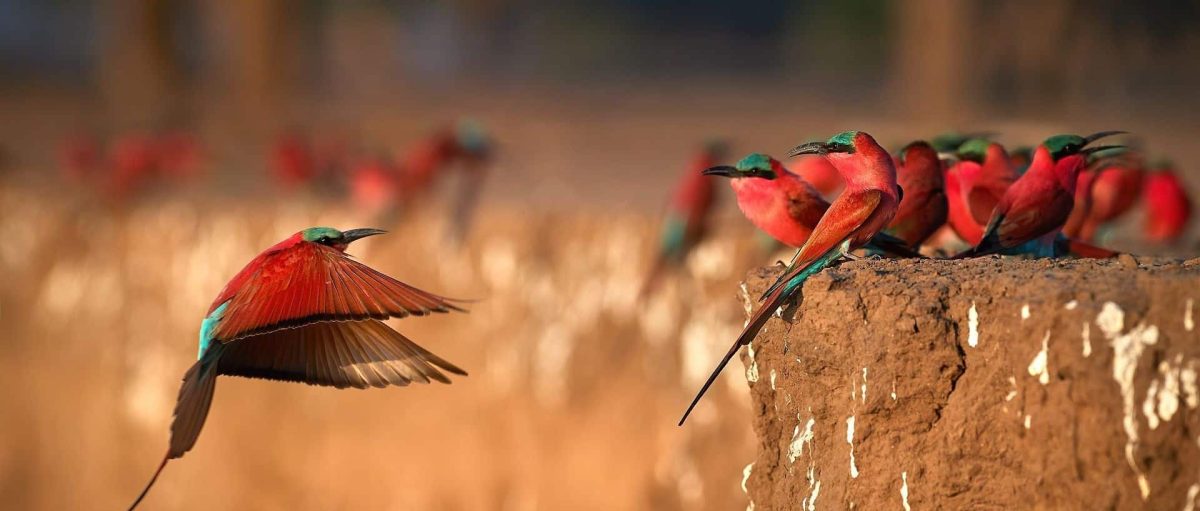 Southern Carmine beeeasters in Mana Pools National Park, Zimbabwe
