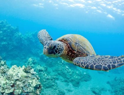 Turtles off Ile Sainte Marie Madagascar