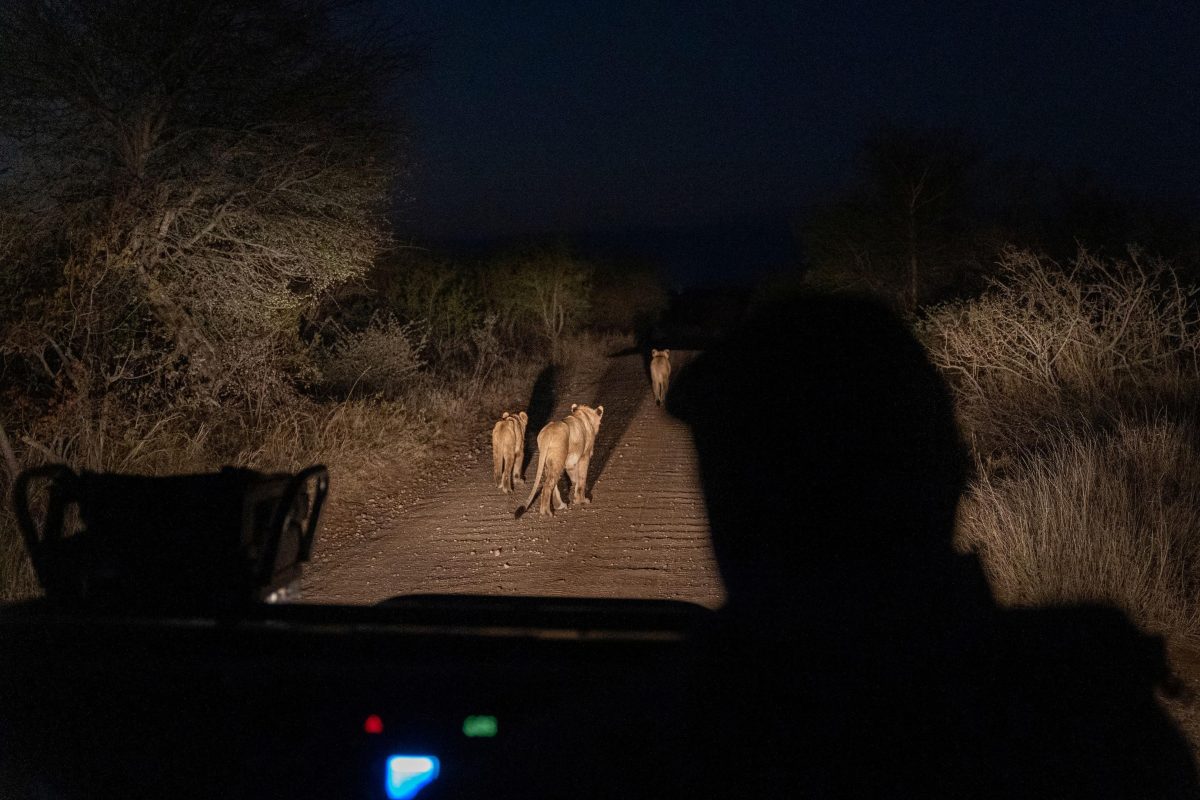 Cedarberg Travel | Simbavati Camp George